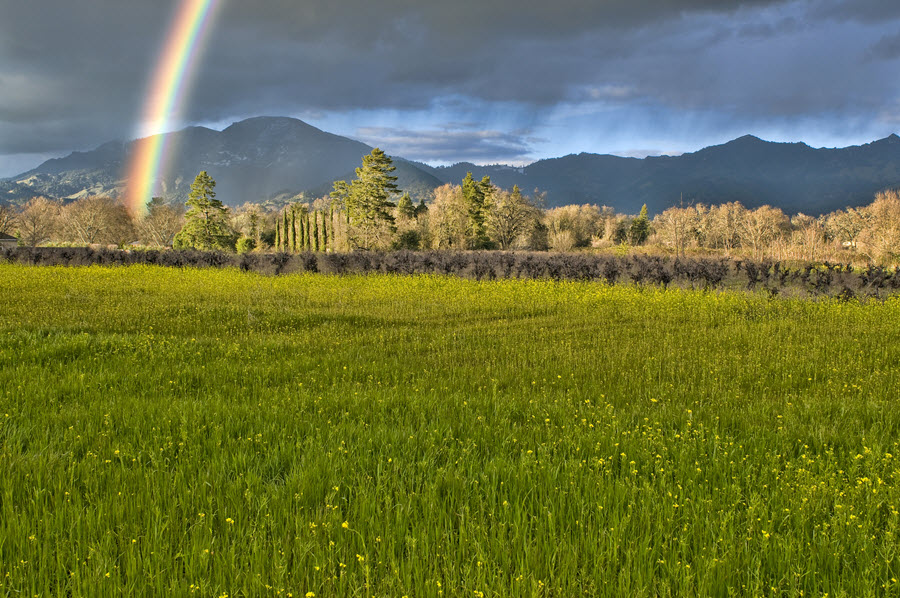 Rainbow in Napa Valley behind Mustard.